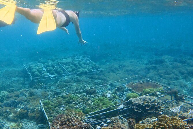 Coral Restoration Snorkeling Tour On Nusa Penida with NGO - An In-Depth Look at the Coral Restoration Snorkeling Tour