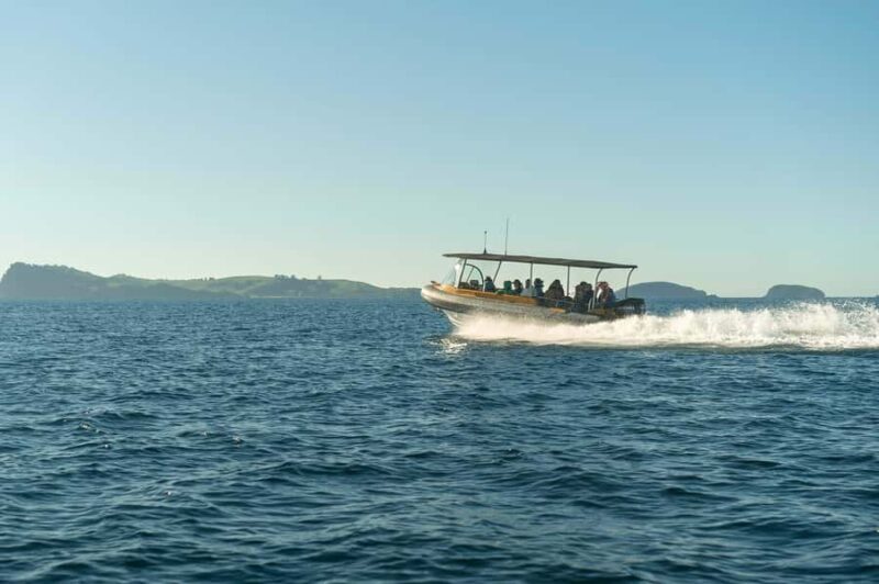 Coromandel: Aldermen Islands Marine Reserve Wildlife Cruise - Real Experiences from Travelers