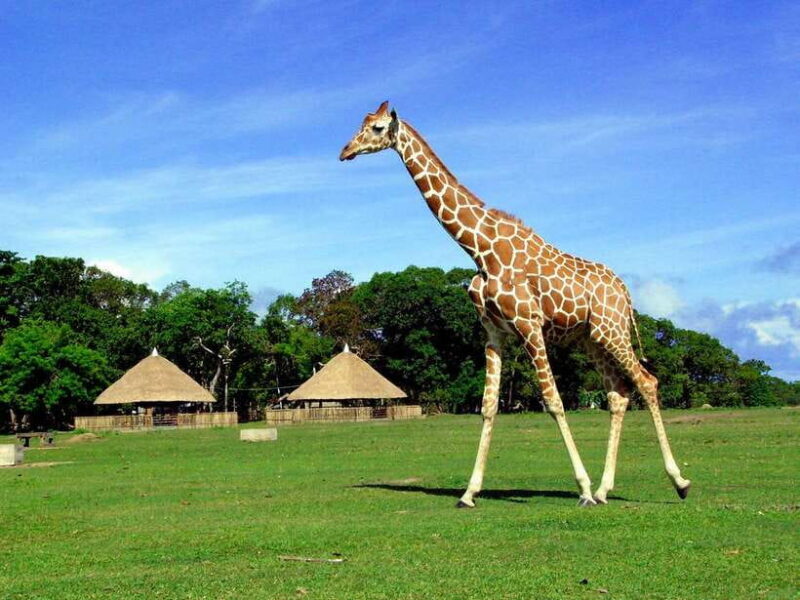 Coron: Calauit Safari Adventure - An In-Depth Look at the Calauit Safari Experience