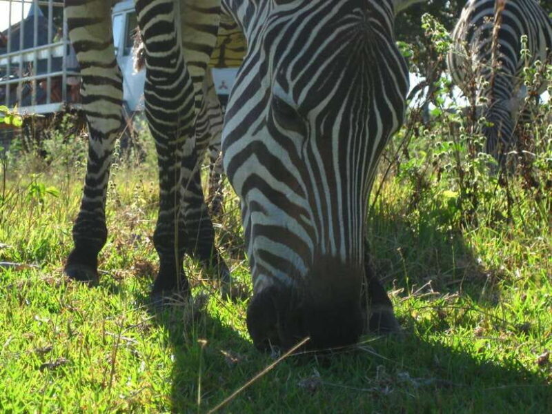 Coron: Calauit Safari Adventure - The Value Proposition