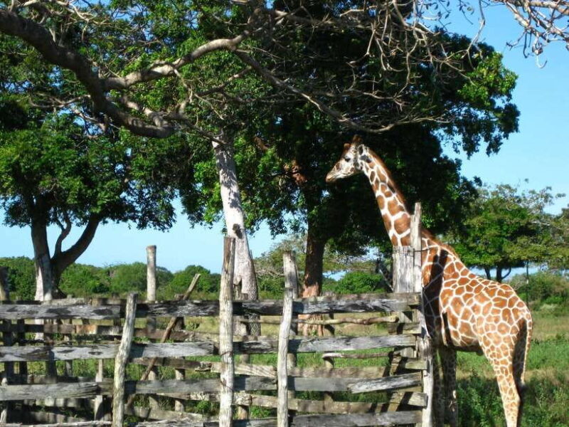 Coron: Calauit Safari Adventure - Who Should Consider This Tour?
