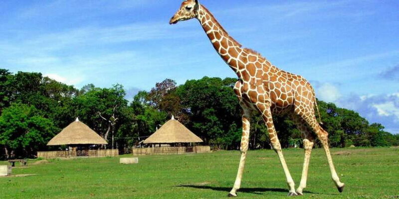 Coron: Calauit Safari Adventure - Final Thoughts