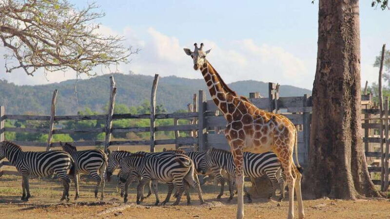 Coron Calauit Safari Tour (Private Tour) - The Allure of a Mini African Safari in Coron
