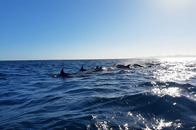 Coronado Island Adventure, snorkeling & picnic on the beach - Final Thoughts: Is It Worth It?