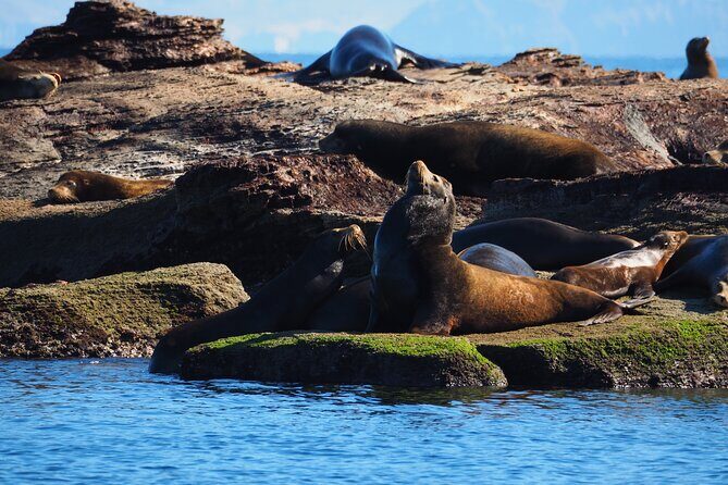 Coronado Island Visit and Sea Lions Swimming - Key Points