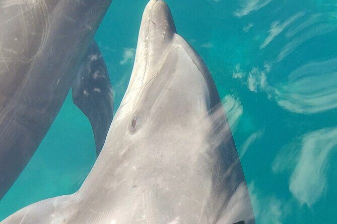 Coronado Island Visit and Sea Lions Swimming - FAQs