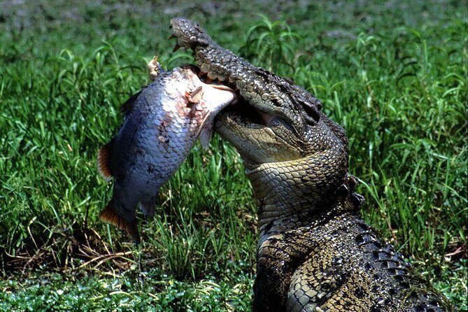 Corroboree Billabong 2.5 hour Lunch Cruise - Who Will Love This Tour?