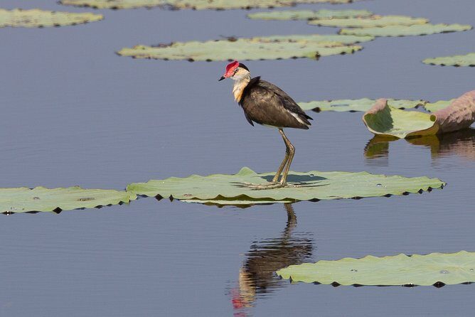 Corroboree Billabong Wetland Cruises - 1.5 hour Morning cruise - An In-Depth Look at the Experience