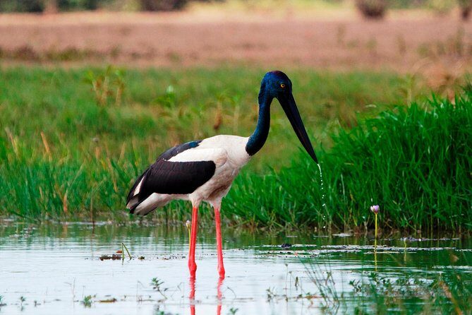 Corroboree Billabong Wetland Cruises - 2 hour Sunset Cruise - The Sum Up: Is It Worth It?