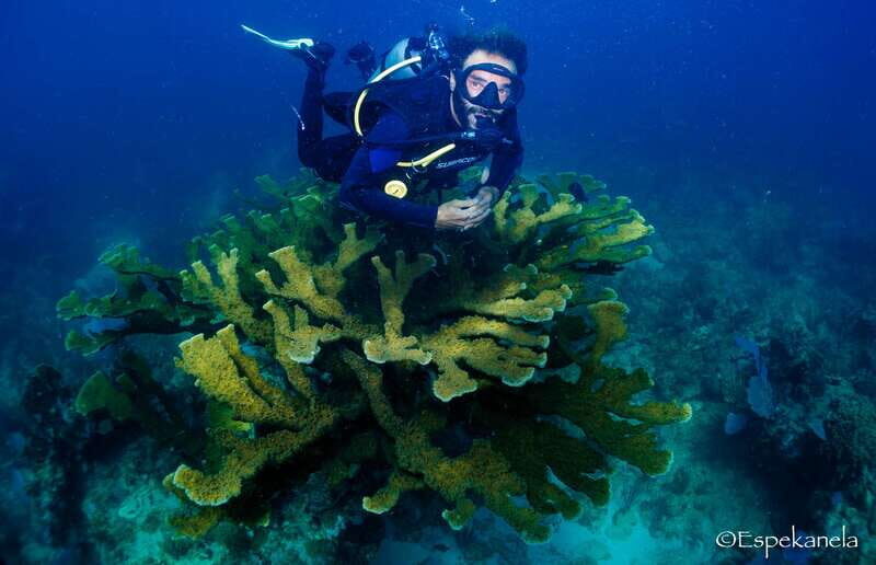 Costa Maya: Discover Scuba Diving Reef Experience - Introduction to the Experience