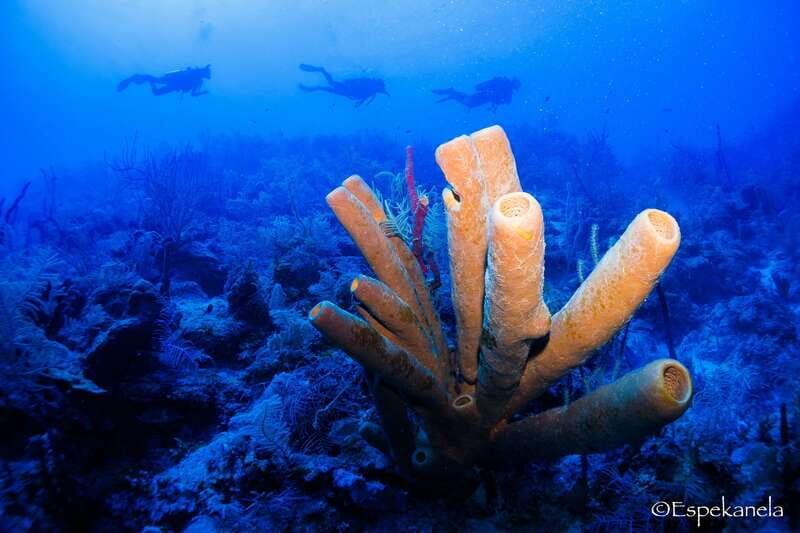 Costa Maya: Discover Scuba Diving Reef Experience - Logistics and Practical Tips