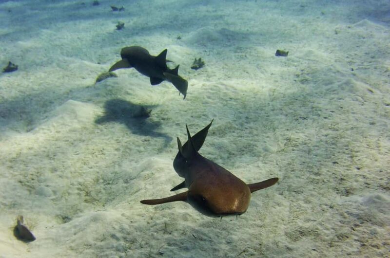 Costa Maya: Discover Scuba Diving Reef Experience - Who Should Consider This Tour?