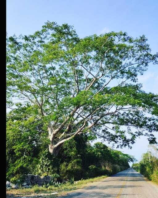 Costa Maya: Mayan ruins and jungle - What to wear and bring