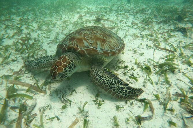 Costa Maya, snorkeling on the reef with fish, looking for turtles - What Makes this Snorkel Tour Stand Out