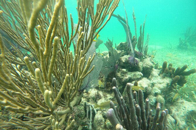 Costa Maya, snorkeling on the reef with fish, looking for turtles - What Tour Participants Say