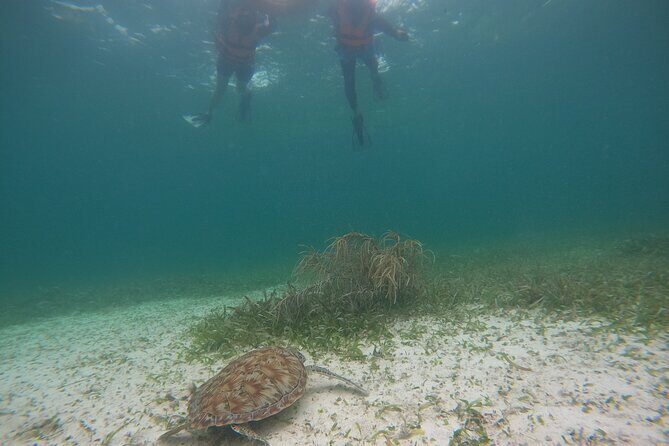 Costa Maya, snorkeling on the reef with fish, looking for turtles - The Value of This Tour