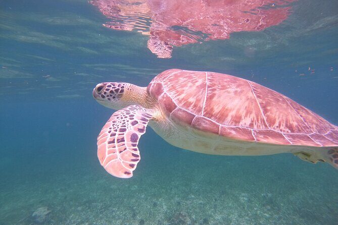 Costa Maya, snorkeling on the reef with fish, looking for turtles - Who Might Want More?