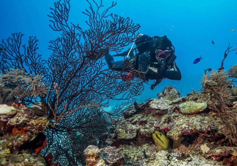 Costa Maya: Two Tank Fun Dive for Certified Divers - An Honest Look at the Costa Maya Two Tank Dive Experience