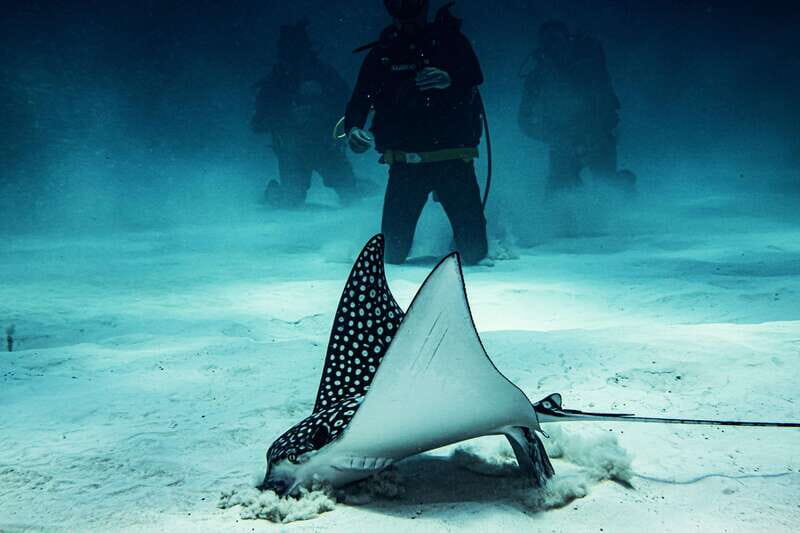 Costa Maya: Two Tank Fun Dive for Certified Divers - FAQ