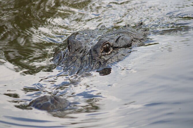 Covered Boat Swamp Tour with Transportation from New Orleans - Key Points