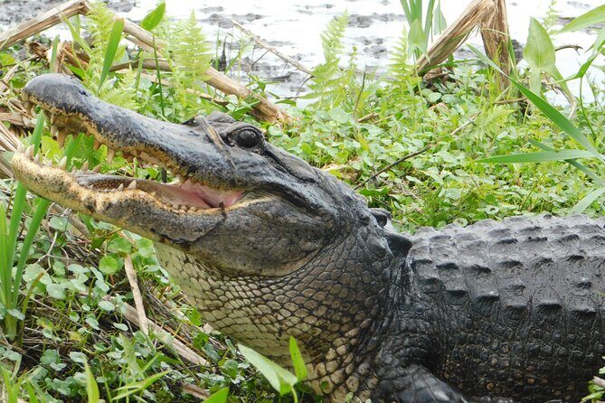 Covered Boat Swamp Tour with Transportation from New Orleans - Who Should Consider This Tour?