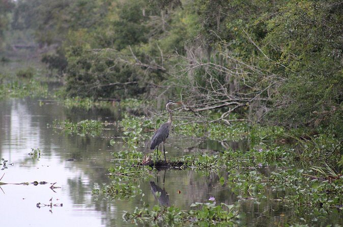 Covered Boat Swamp Tour with Transportation from New Orleans - Final Thoughts