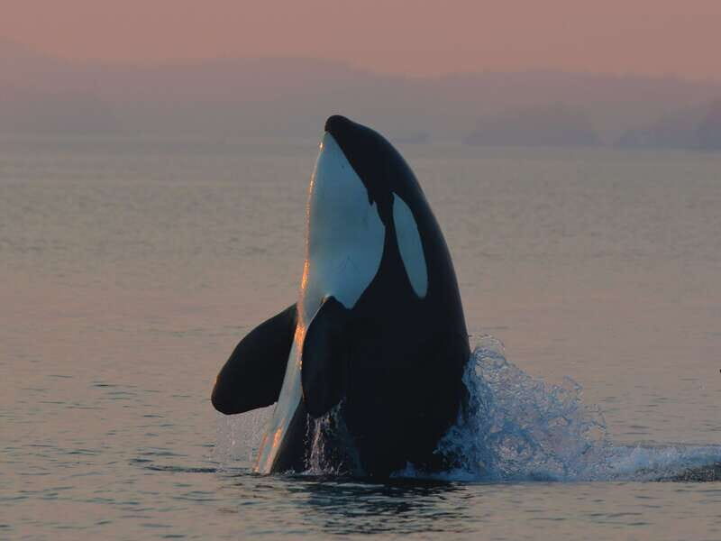 Cowichan Bay: Half-Day Whale & Wildlife Adventure - Key Points
