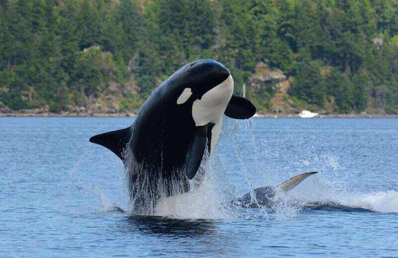Cowichan Bay: Half-Day Whale & Wildlife Adventure - A Closer Look at the Experience