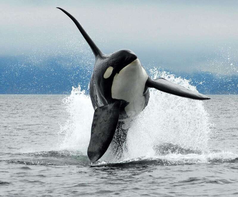 Cowichan Bay: Half-Day Whale & Wildlife Adventure - The Sum Up