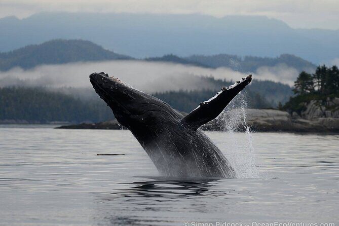 Cowichan Bay Half Day Whale & Wildlife Adventure - An In-Depth Look at the Cowichan Bay Wildlife & Whale Adventure