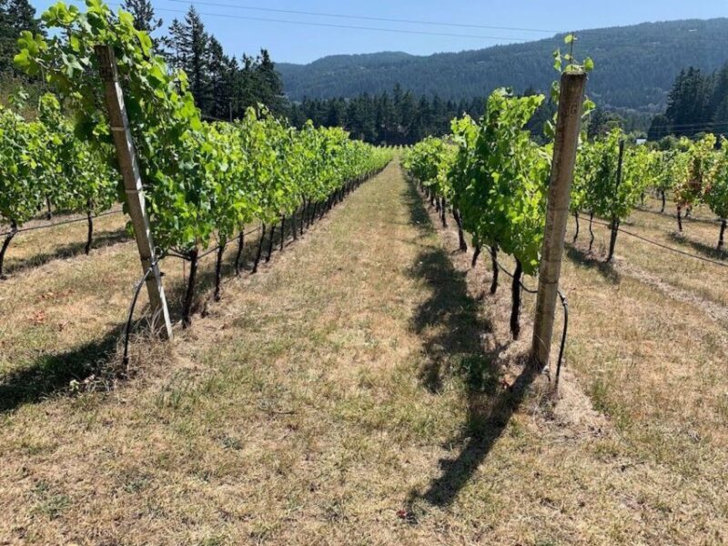 Cowichan Valley Premium Wine Tour - The Practical Details: Value and Considerations