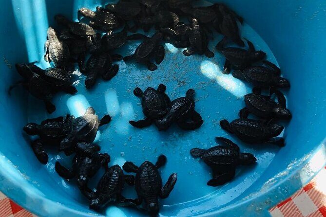 Coyuca Town Tour and Baby Turtle Release - Frequently Asked Questions