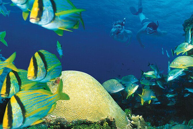 Cozumel Adventure! 2 hours Snorkel + Round Transportation from Cancun - FAQ