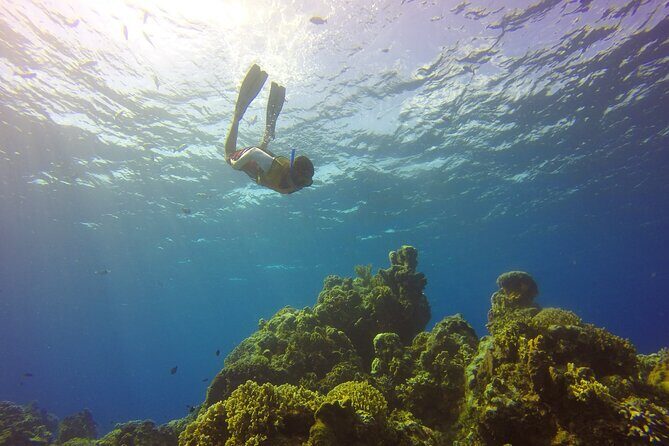 Cozumel Catamaran Snorkel Tour: El Cielo & Palancar with lunch - Who Will Love This Tour?