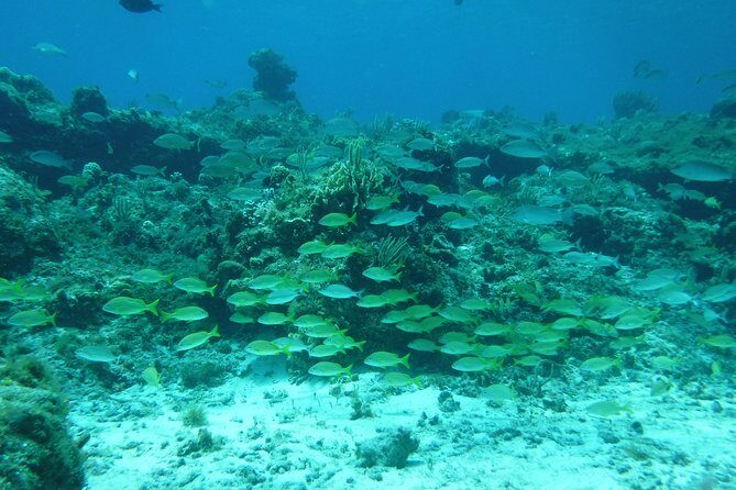 Cozumel Catamaran Snorkeling Tour & Lunch (Hotel Pick Up) - An Overview of the Experience