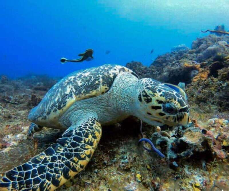 Cozumel: Discover Scuba Diving - Introducing the Experience