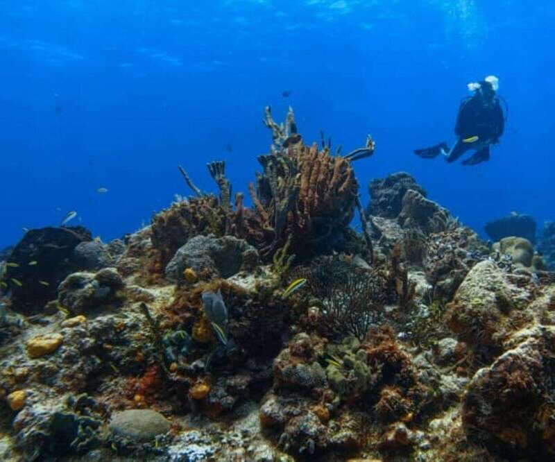 Cozumel: Discover Scuba Diving - Detailed Breakdown of the Itinerary