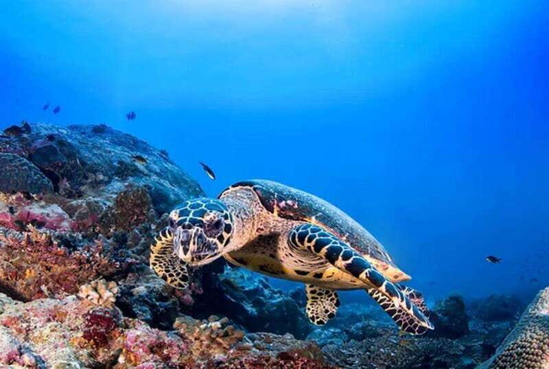 Cozumel: Discover Scuba Diving for Non-Certified Divers - The Sum Up