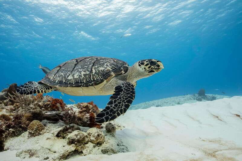 Cozumel Discover Scuba Diving from boat - An Introduction to the Underwater World of Cozumel