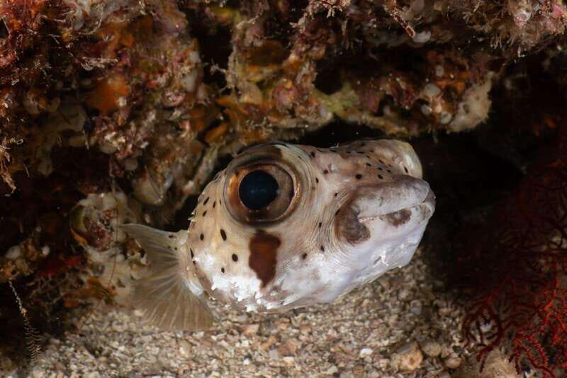 Cozumel Discover Scuba Diving from boat - Exploring the Reefs: Marine Life and Scenery