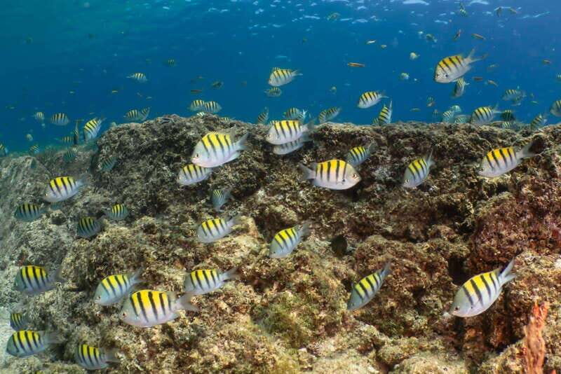 Cozumel Discover Scuba Diving from boat - The Experience for Travelers