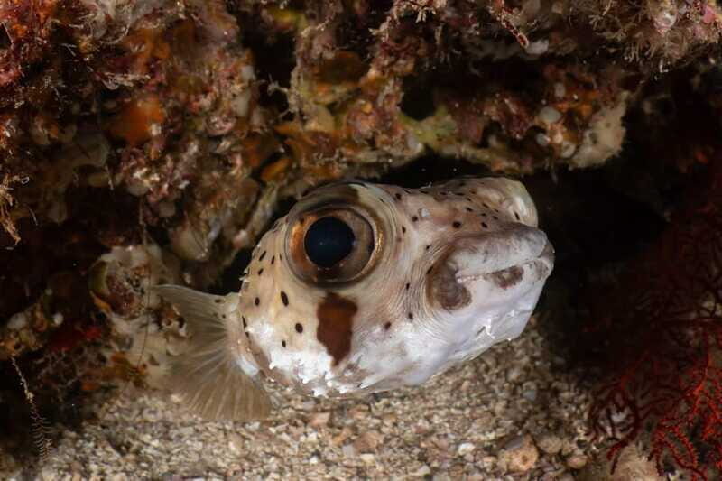 Cozumel Discover Scuba Diving from boat - Authenticity and Review Highlights
