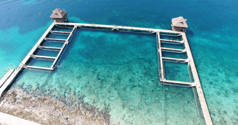 Cozumel: Dolphin Royal Swim and Manatee Interaction - Key Points