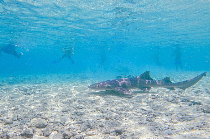 Cozumel Drive, Splash & Beach - Introduction to the Cozumel Drive, Splash & Beach Experience