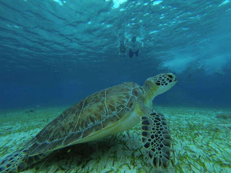 Cozumel, El Cielo: 4-Hour Private Tour - FAQ