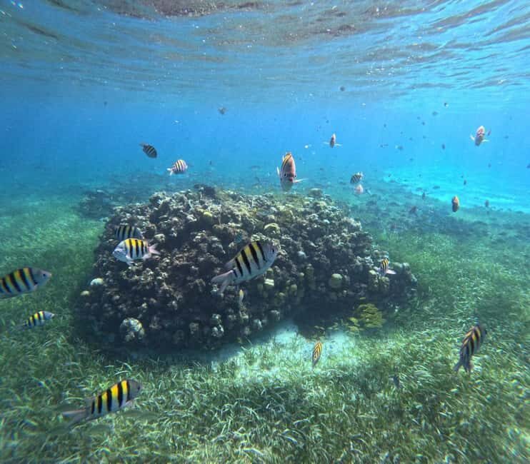 Cozumel, El Cielo: 4-Hour Shared Snorkeling Tour - Key Points