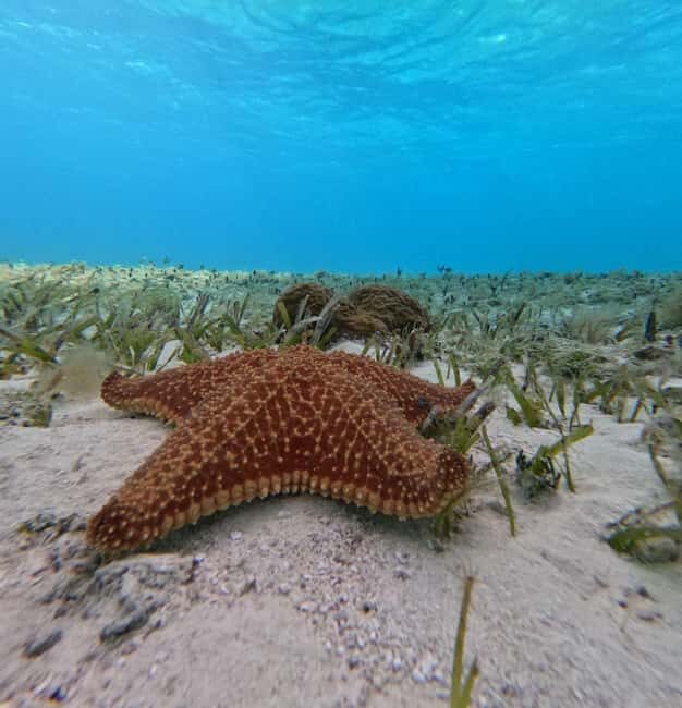 Cozumel, El Cielo: 4-Hour Shared Snorkeling Tour - A Deep Dive into the Experience