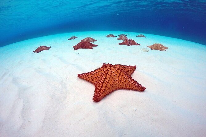 Cozumel El Cielo All Inclusive Tour from Cancun - Who Is This Tour Best For?