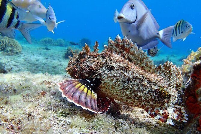 Cozumel El Cielo Tour! Palancar & Colombia Reef from Cancun - What to Expect from the Cozumel El Cielo Tour