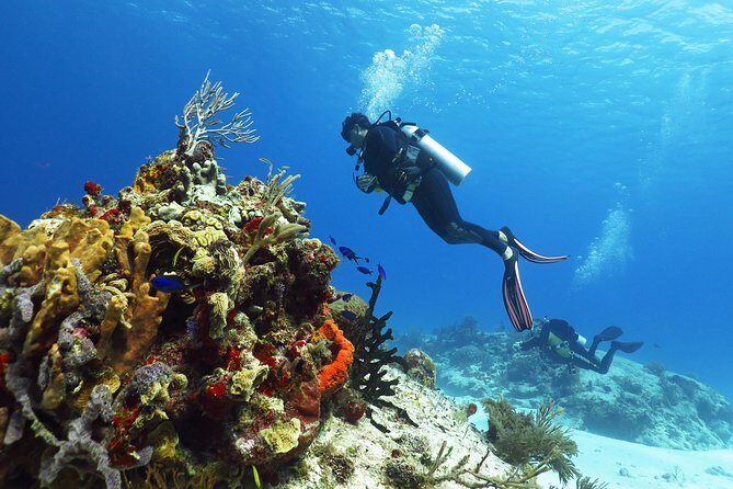 Cozumel Express 2-Tank Dives from Playa del Carmen/ Only for Certified Divers - An In-Depth Look at the Experience